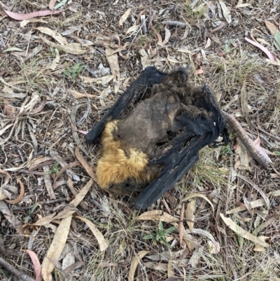 Pteropus poliocephalus (Grey-headed Flying-fox) at Higgins, ACT - 13 Oct 2023 by MattM