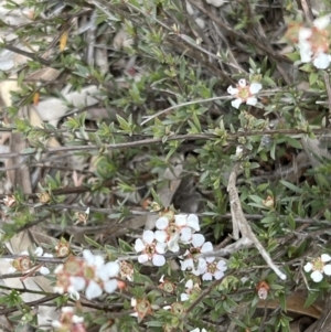 Gaudium multicaule at Stromlo, ACT - 14 Oct 2023 09:14 AM