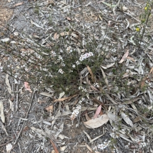 Gaudium multicaule at Stromlo, ACT - 14 Oct 2023 09:14 AM