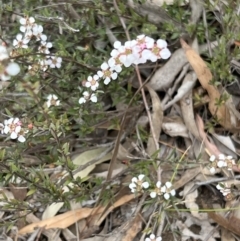 Gaudium multicaule at Stromlo, ACT - 14 Oct 2023 09:14 AM