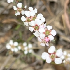 Gaudium multicaule at Stromlo, ACT - 14 Oct 2023 09:14 AM