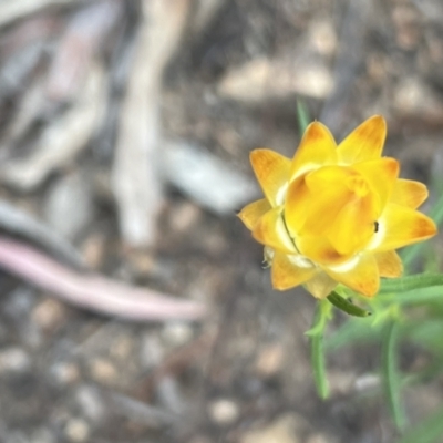 Xerochrysum viscosum (Sticky Everlasting) at Block 402 - 13 Oct 2023 by JimL