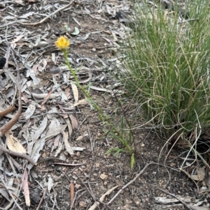 Xerochrysum viscosum at Stromlo, ACT - 14 Oct 2023 09:12 AM