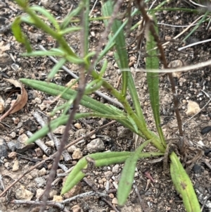 Xerochrysum viscosum at Stromlo, ACT - 14 Oct 2023 09:12 AM