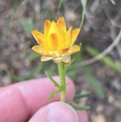 Xerochrysum viscosum at Stromlo, ACT - 14 Oct 2023