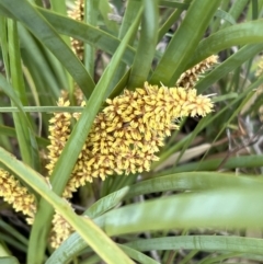 Lomandra longifolia (Spiny-headed Mat-rush, Honey Reed) at Block 402 - 13 Oct 2023 by JimL