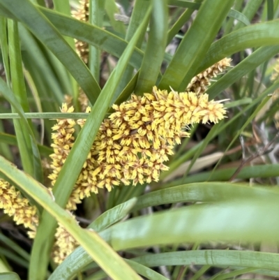 Lomandra longifolia (Spiny-headed Mat-rush, Honey Reed) at Piney Ridge - 13 Oct 2023 by JimL