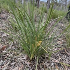 Lomandra longifolia at Stromlo, ACT - 14 Oct 2023