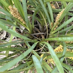 Lomandra longifolia at Stromlo, ACT - 14 Oct 2023