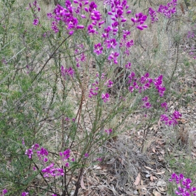 Comesperma ericinum (Heath Milkwort) at QPRC LGA - 13 Oct 2023 by LPadg