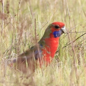 Platycercus elegans at Denman Prospect, ACT - 14 Oct 2023 08:32 AM