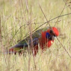 Platycercus elegans at Denman Prospect, ACT - 14 Oct 2023 08:32 AM