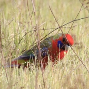 Platycercus elegans at Denman Prospect, ACT - 14 Oct 2023