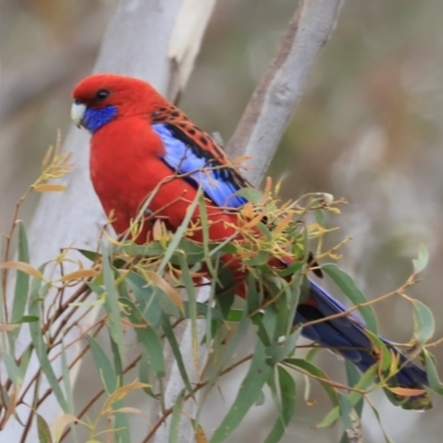 Platycercus elegans (Crimson Rosella) at Block 402 - 13 Oct 2023 by JimL