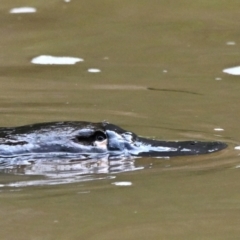 Ornithorhynchus anatinus (Platypus) at Abercrombie River, NSW - 30 Aug 2023 by davidcunninghamwildlife