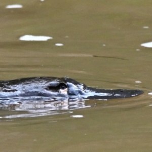 Ornithorhynchus anatinus at Abercrombie River, NSW - 30 Aug 2023 10:49 AM