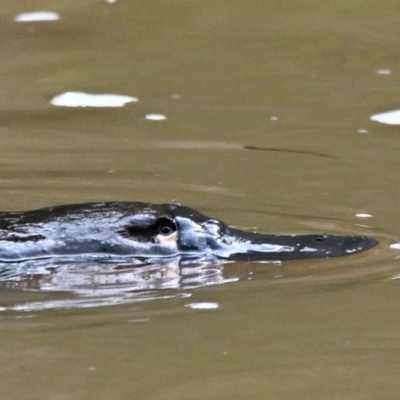 Ornithorhynchus anatinus (Platypus) at Abercrombie River, NSW - 30 Aug 2023 by davidcunninghamwildlife