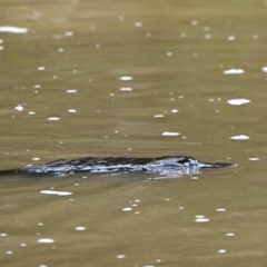 Ornithorhynchus anatinus at Abercrombie River, NSW - 30 Aug 2023 10:49 AM