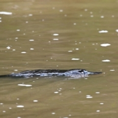 Ornithorhynchus anatinus at Abercrombie River, NSW - 30 Aug 2023