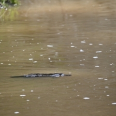 Ornithorhynchus anatinus at Abercrombie River, NSW - 30 Aug 2023