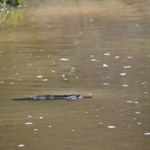 Ornithorhynchus anatinus at Abercrombie River, NSW - 30 Aug 2023