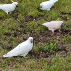 Cacatua galerita (Sulphur-crested Cockatoo) at O'Malley, ACT - 14 Oct 2023 by Mike