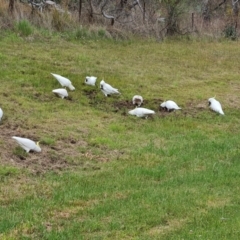 Cacatua galerita at O'Malley, ACT - 14 Oct 2023