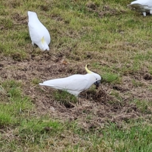 Cacatua galerita at O'Malley, ACT - 14 Oct 2023