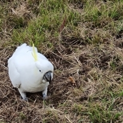 Cacatua galerita at O'Malley, ACT - 14 Oct 2023