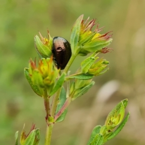 Chrysolina quadrigemina at O'Malley, ACT - 14 Oct 2023 09:39 AM