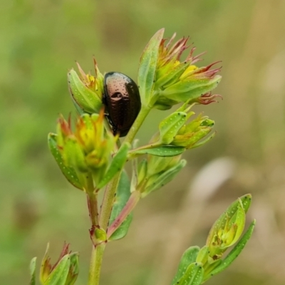 Chrysolina quadrigemina (Greater St Johns Wort beetle) at O'Malley, ACT - 13 Oct 2023 by Mike
