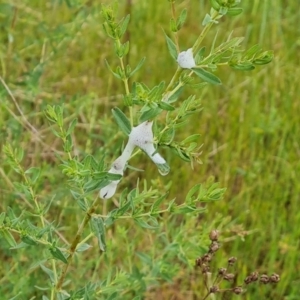 Aphrophorinae (subfamily) at O'Malley, ACT - 14 Oct 2023