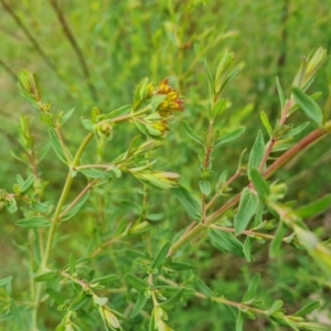 Hypericum perforatum at O'Malley, ACT - 14 Oct 2023 09:36 AM