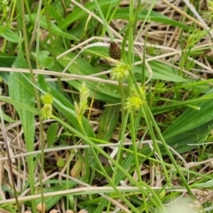 Carex inversa (Knob Sedge) at O'Malley, ACT - 13 Oct 2023 by Mike