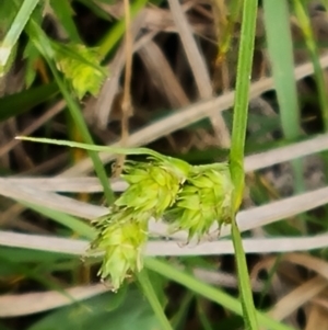 Carex inversa at O'Malley, ACT - 14 Oct 2023 09:28 AM