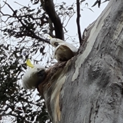 Cacatua galerita (Sulphur-crested Cockatoo) at O'Malley, ACT - 13 Oct 2023 by Mike