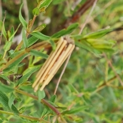 Clania lewinii (Lewin's case moth) at Mount Mugga Mugga - 13 Oct 2023 by Mike