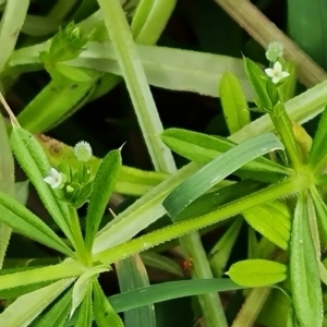 Galium aparine at O'Malley, ACT - 14 Oct 2023 09:01 AM