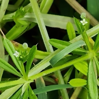 Galium aparine (Goosegrass, Cleavers) at O'Malley, ACT - 13 Oct 2023 by Mike