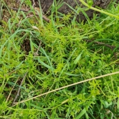 Galium aparine at O'Malley, ACT - 14 Oct 2023 09:01 AM