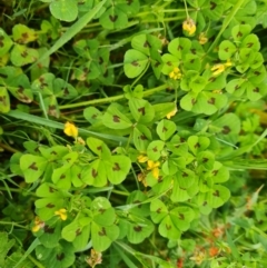 Medicago arabica (Spotted Burr Medic) at O'Malley, ACT - 13 Oct 2023 by Mike