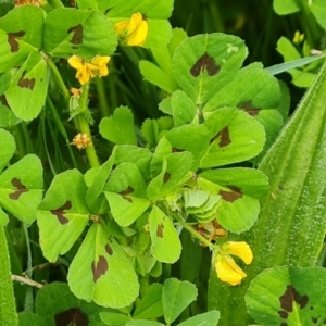 Medicago arabica at O'Malley, ACT - 14 Oct 2023 08:59 AM