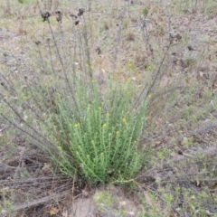 Chrysocephalum semipapposum (Clustered Everlasting) at Isaacs Ridge and Nearby - 13 Oct 2023 by Mike