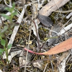 Caladenia ustulata (Brown Caps) at Stromlo, ACT - 13 Oct 2023 by JimL