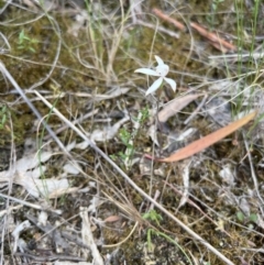 Caladenia ustulata at Stromlo, ACT - suppressed