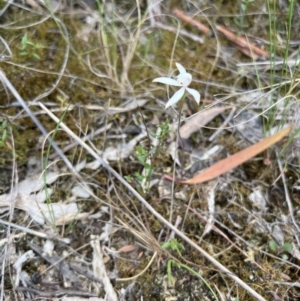 Caladenia ustulata at Stromlo, ACT - 14 Oct 2023