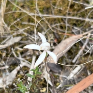 Caladenia ustulata at Stromlo, ACT - suppressed