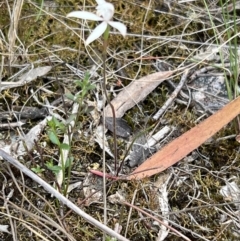 Caladenia ustulata at Stromlo, ACT - suppressed