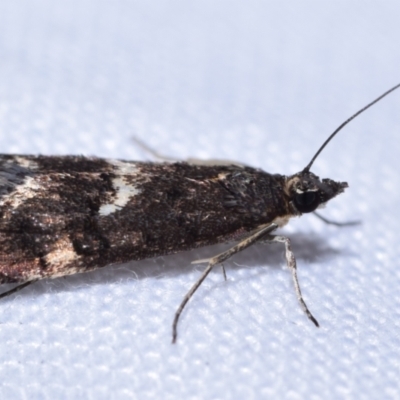 Eclipsiodes homora (A Crambid moth (Scopariini)) at QPRC LGA - 3 Oct 2023 by DianneClarke
