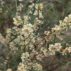 Hakea microcarpa (Small-fruit Hakea) at Lions Youth Haven - Westwood Farm A.C.T. - 13 Oct 2023 by HelenCross